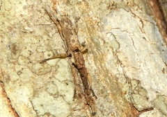 Ulocerus mexicanus