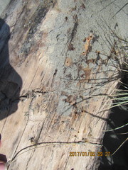 Mesites pallidipennis