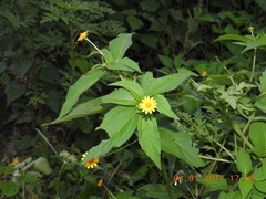 Melampodium divaricatum