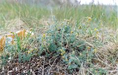 Artemisia sericea