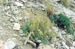 Artemisia sericea
