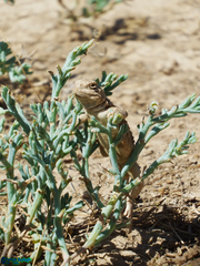 Phrynocephalus persicus
