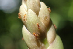 Image of Wasmannia auropunctata