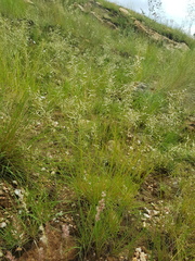 Eragrostis nindensis