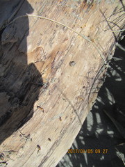 Mesites pallidipennis