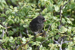 Geospiza acutirostris