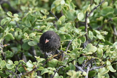 Geospiza acutirostris