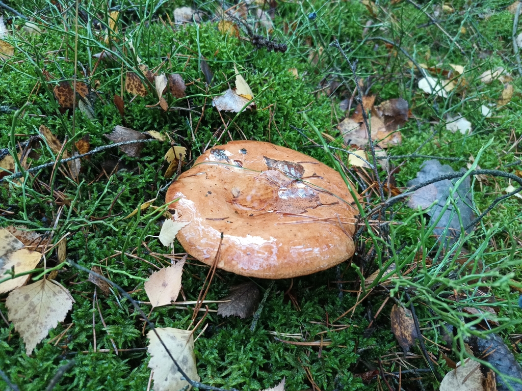 Paxillus involutus · November 2025 · photo: © vladimir_fuka (iNaturalist, cc-by)