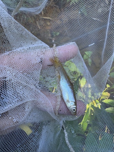 Nodoa Minnow