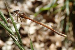 Platycnemis acutipennis