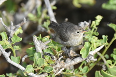 Certhidea fusca