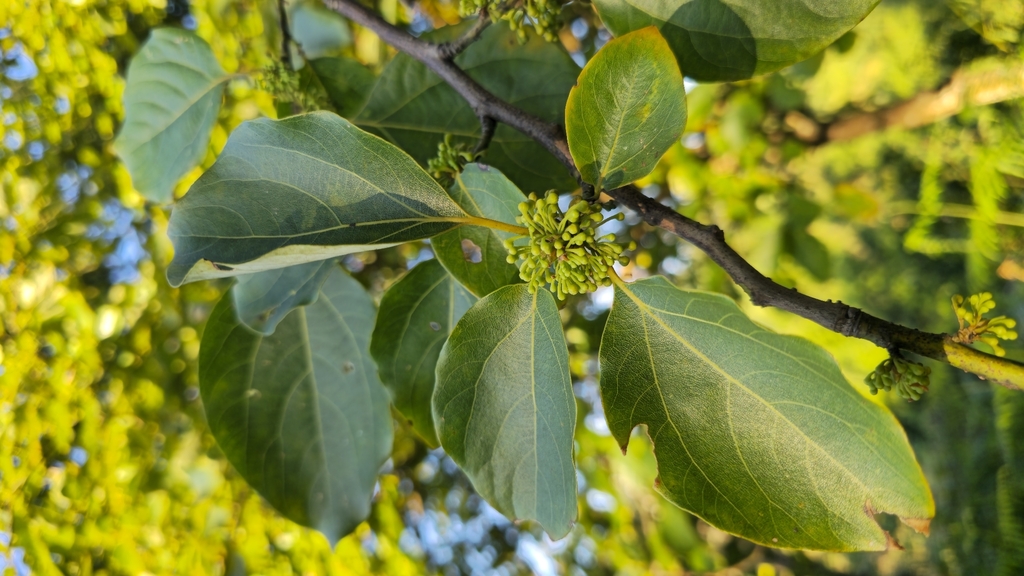 Parasassafras