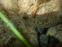 Barbatula barbatula