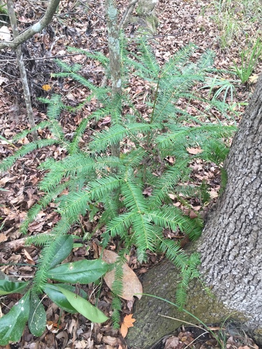 Image of Torreya taxifolia by (c) Brandon Corder, some rights reserved (CC BY)