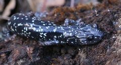 Aneides flavipunctatus