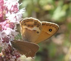 Coenonympha dorus