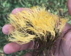 Pseudosamanea guachapele