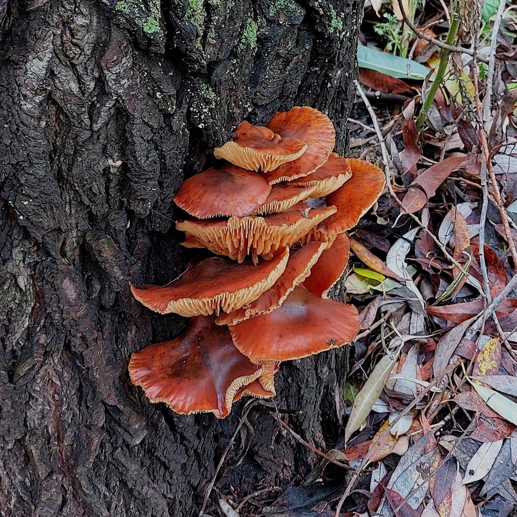 Flammulina · November 2025 · photo: © v_sofishka (iNaturalist, cc-by)