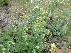 Artemisia sericea