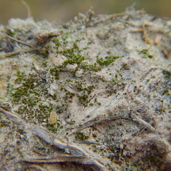 Pterygoneurum ovatum