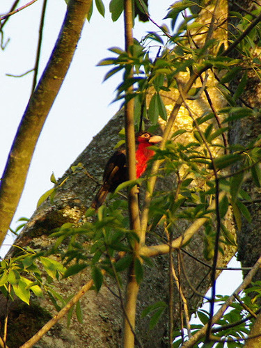 Double-toothed Barbet (Pogonornis bidentatus), photo 9