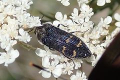 Acmaeoderella flavofasciata