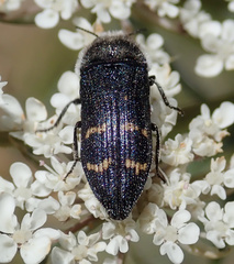Acmaeoderella flavofasciata
