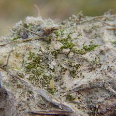 Pterygoneurum ovatum