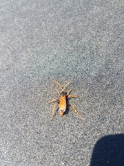 Cryptocheilus australis