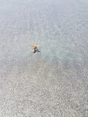 Cryptocheilus australis