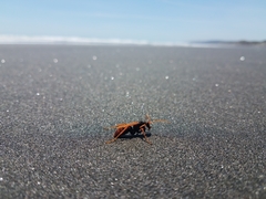 Cryptocheilus australis