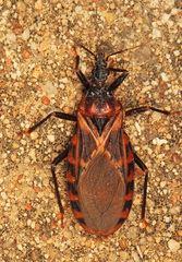 Triatoma lecticularia