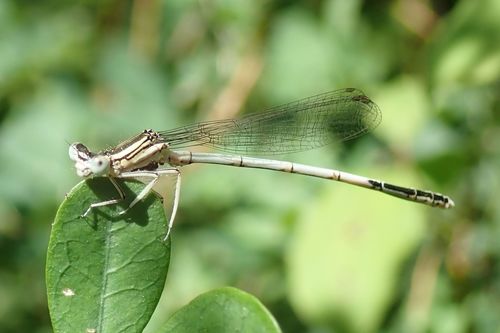 White Featherleg