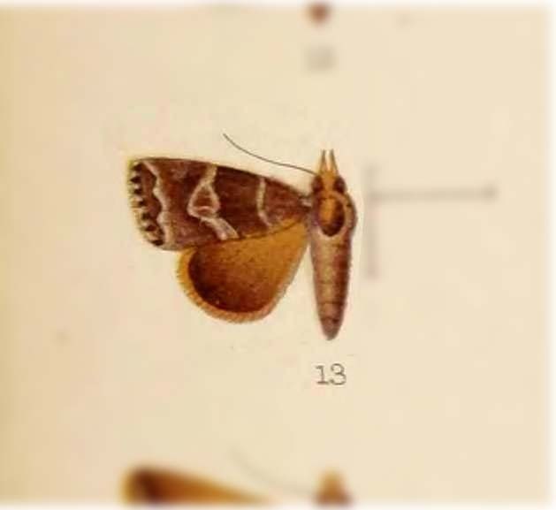 Bleptina histaspesalis