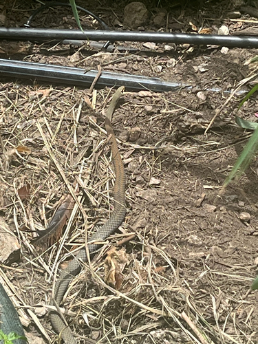 Yellow-faced Whipsnake sighting