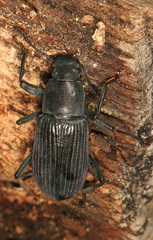 Xylopinus saperdoides