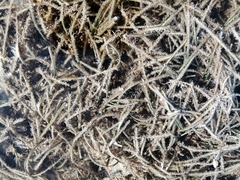 Cymodoceaceae