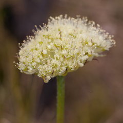 Hermas ciliata
