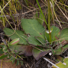 Hermas ciliata