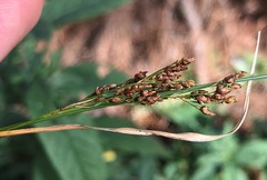 Rhynchospora microcarpa