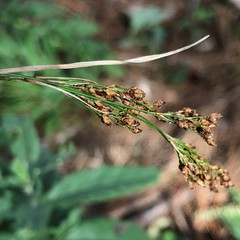 Rhynchospora microcarpa