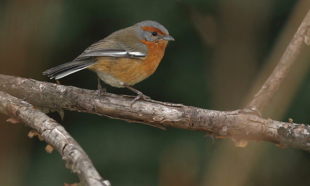 Rusty-browed Warbling Finch (Microspingus erythrophrys) photo