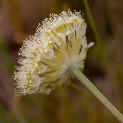 Hermas ciliata