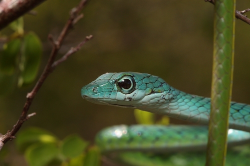 Spotted Green Snake