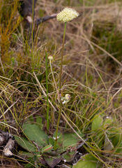 Hermas ciliata