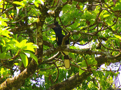 Bycanistes subcylindricus