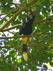 Bycanistes subcylindricus