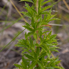 Cliffortia phillipsii