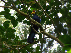 Musophaga rossae