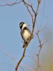 Microspingus torquatus